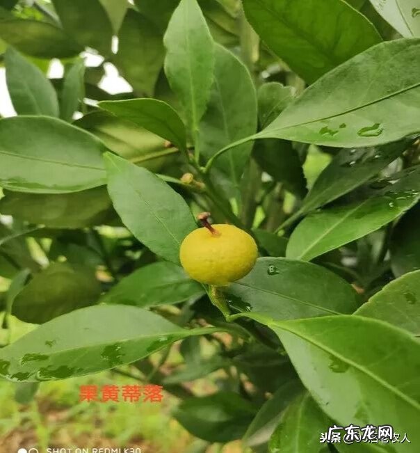 庚子年为什么不好 庚子年运气不好