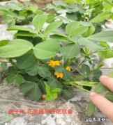 庚子年为什么不好 庚子年运气不好