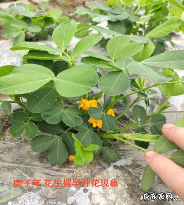 庚子年为什么不好 庚子年运气不好