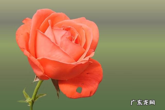 享受孤独的人是什么心理 享受孤独的人