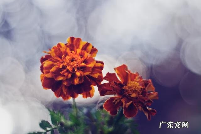 享受孤独的人是什么心理 享受孤独的人