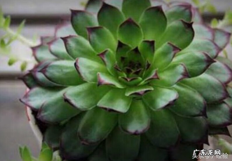 观音莲对人体有害吗 观音莲有毒吗,能放室内吗