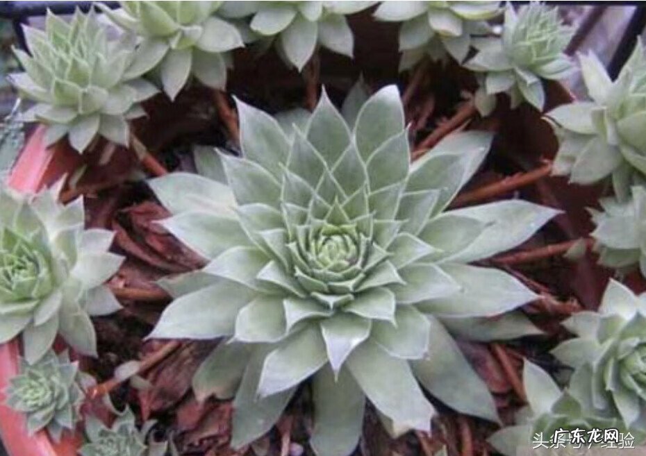 观音莲对人体有害吗 观音莲有毒吗,能放室内吗