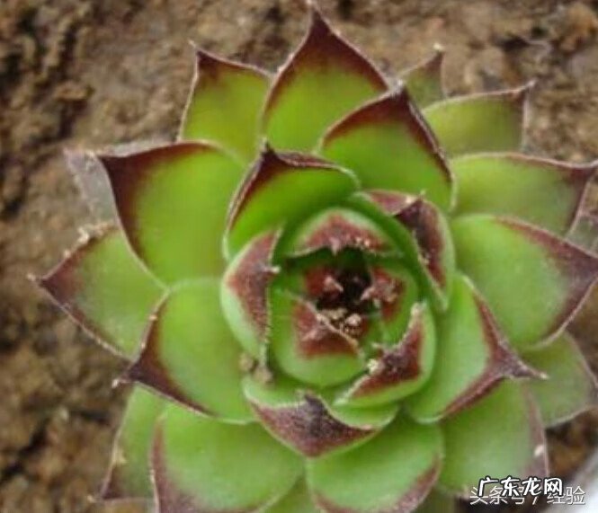 观音莲对人体有害吗 观音莲有毒吗,能放室内吗