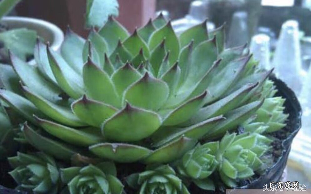 观音莲对人体有害吗 观音莲有毒吗,能放室内吗