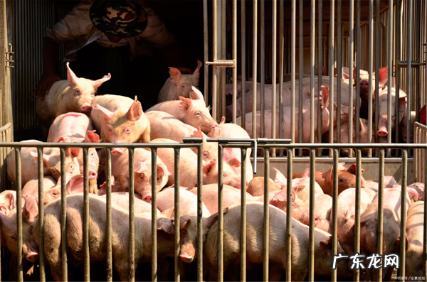 菜市场摆摊 菜市场适合摆什么摊