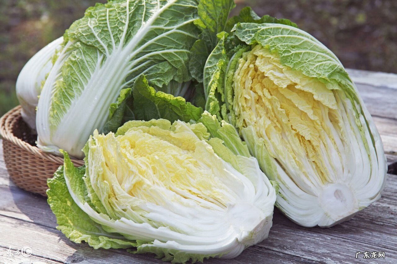 白菜有哪些营养价值和功效 白菜的营养价值有哪些