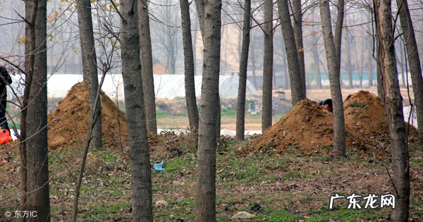 别人家的坟埋在我家地里风水