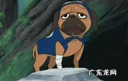 狗狗叫声的十种含义 狗狗叫声的十种含义英文