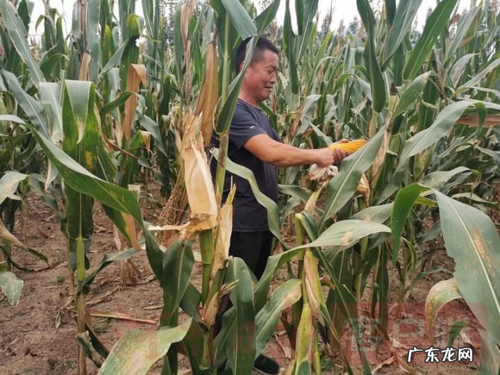 河南焦作风水大师 武陟南霍风水先生是谁