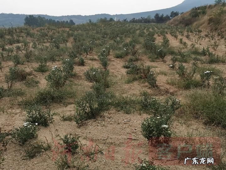 河南焦作风水大师 武陟南霍风水先生是谁