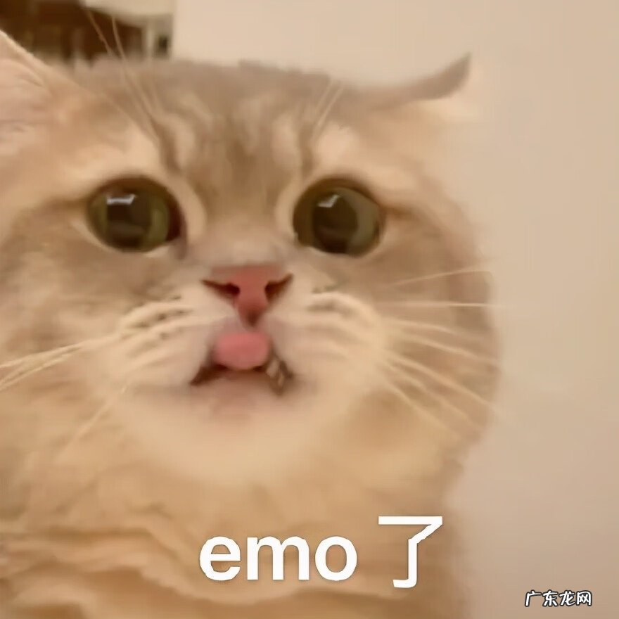 猫在风水上代表什么 猫头像有什么不好吗