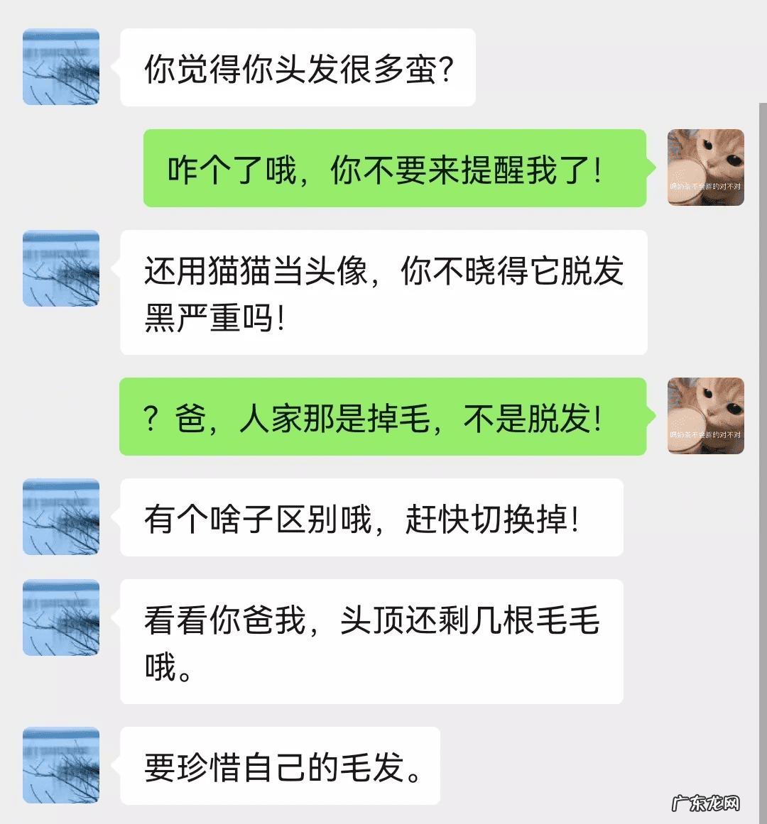 猫在风水上代表什么 猫头像有什么不好吗