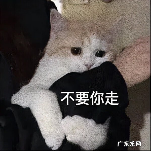猫在风水上代表什么 猫头像有什么不好吗