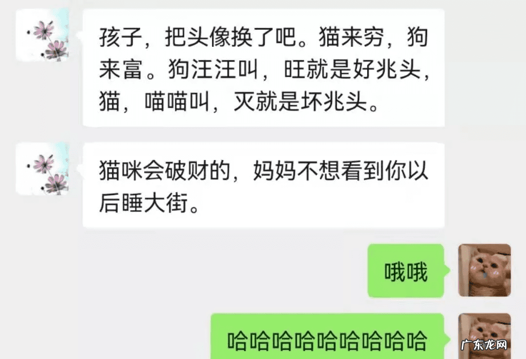 猫在风水上代表什么 猫头像有什么不好吗