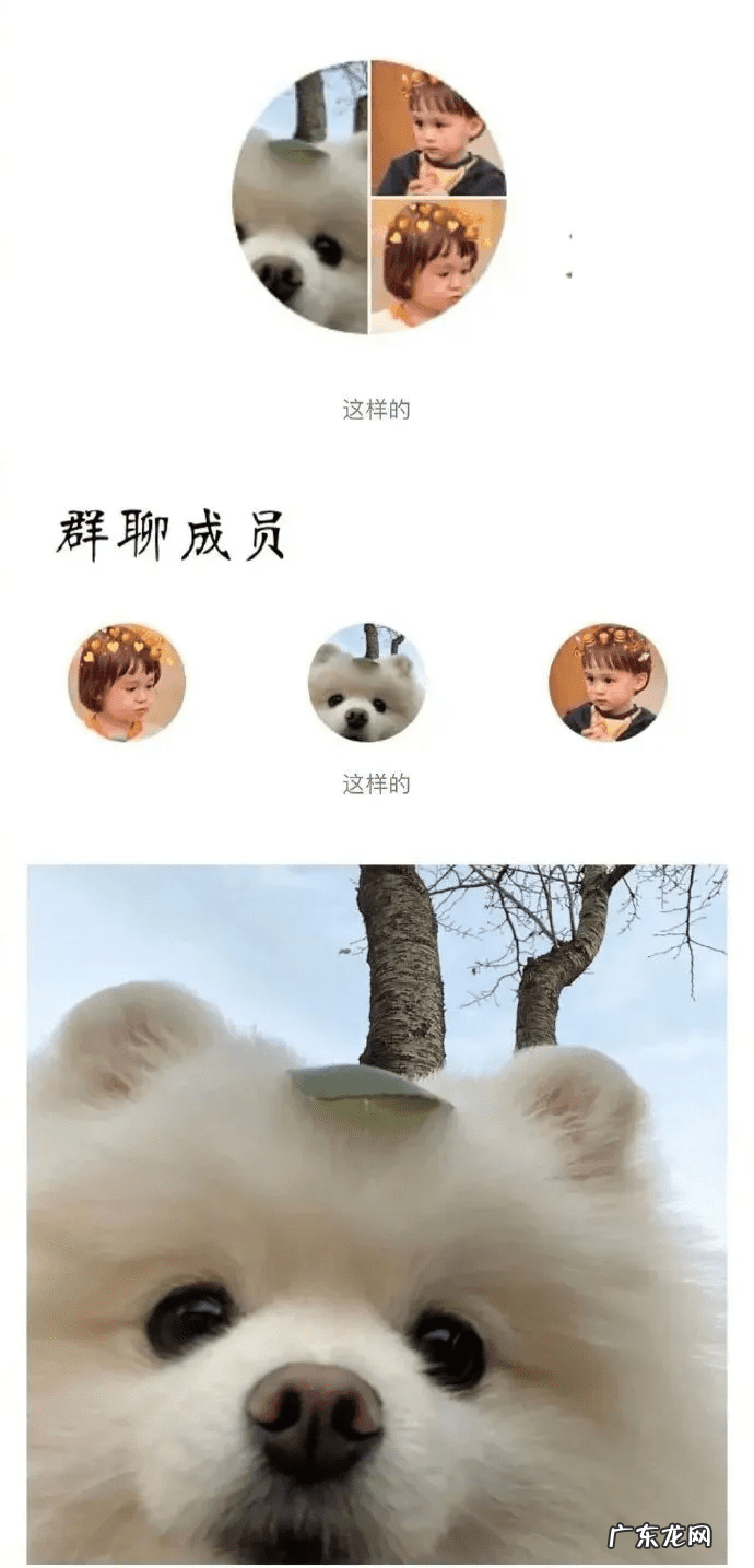 猫在风水上代表什么 猫头像有什么不好吗