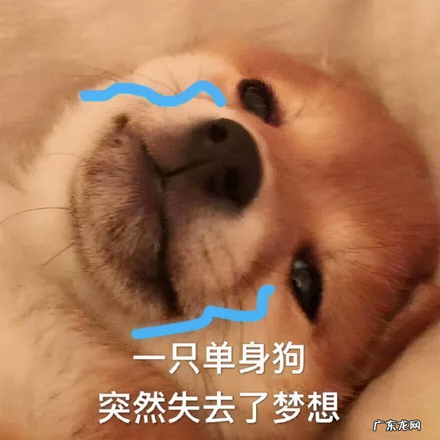 猫在风水上代表什么 猫头像有什么不好吗