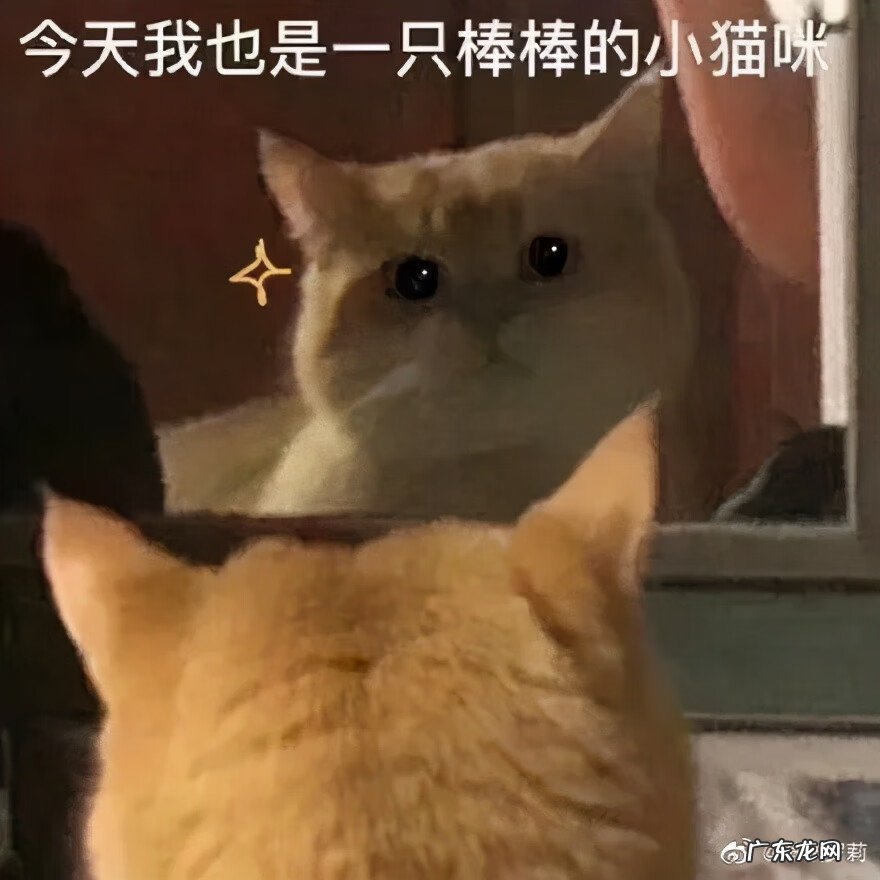 猫在风水上代表什么 猫头像有什么不好吗
