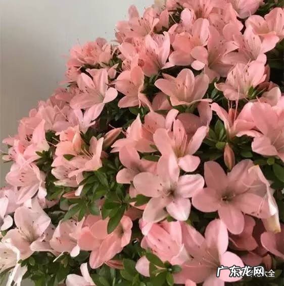 十大最美的孔雀 紫孔雀花