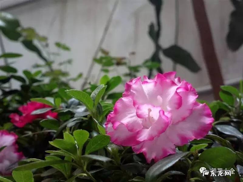 十大最美的孔雀 紫孔雀花