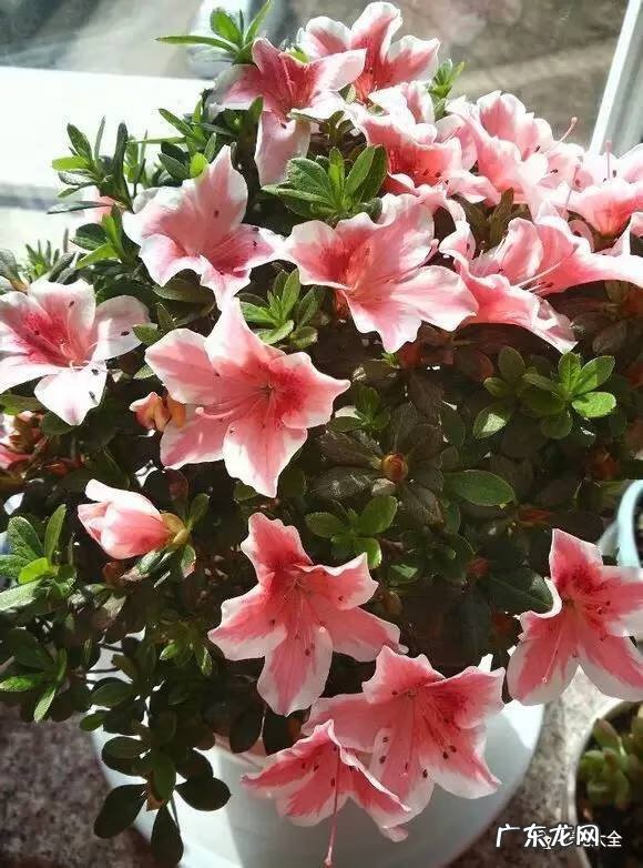 十大最美的孔雀 紫孔雀花