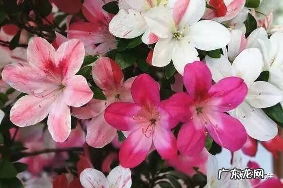 十大最美的孔雀 紫孔雀花