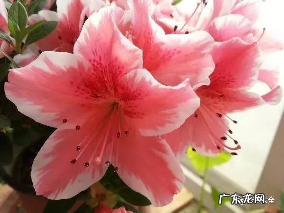 十大最美的孔雀 紫孔雀花