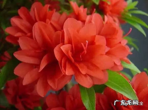 十大最美的孔雀 紫孔雀花