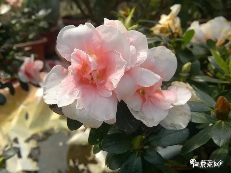 十大最美的孔雀 紫孔雀花