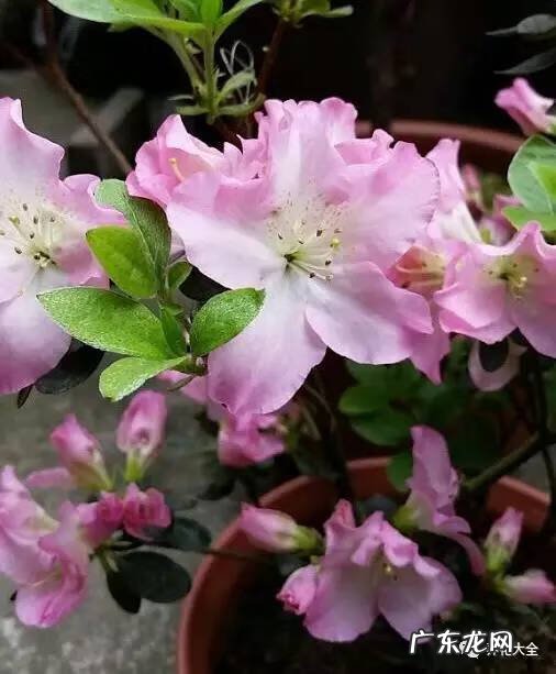 十大最美的孔雀 紫孔雀花