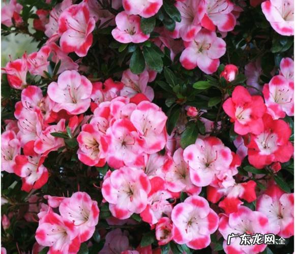 十大最美的孔雀 紫孔雀花