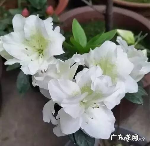 十大最美的孔雀 紫孔雀花