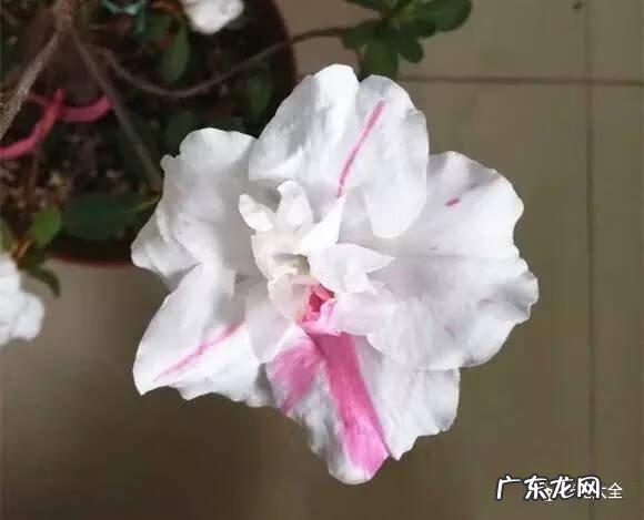 十大最美的孔雀 紫孔雀花