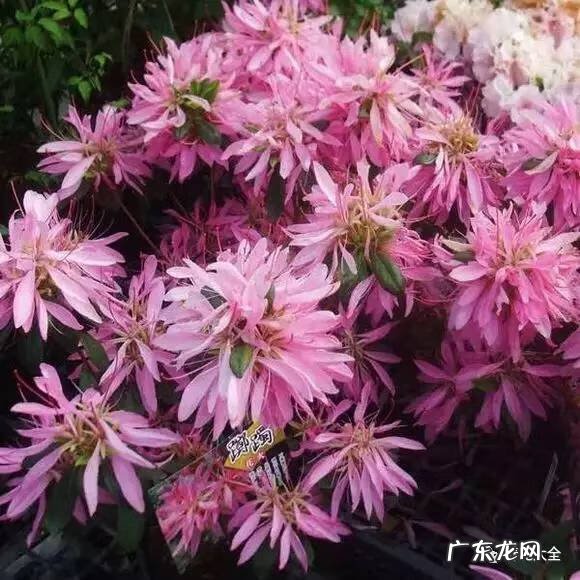 十大最美的孔雀 紫孔雀花