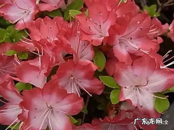 十大最美的孔雀 紫孔雀花