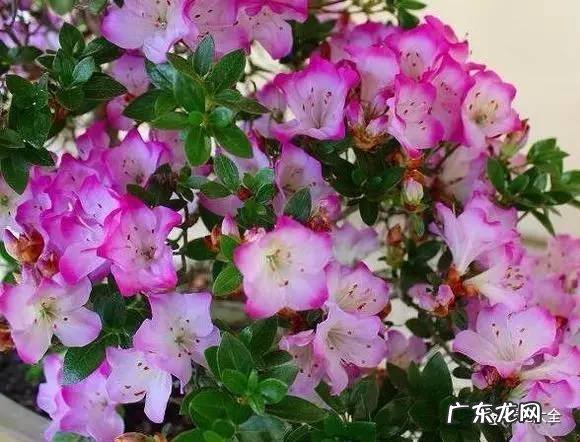 十大最美的孔雀 紫孔雀花