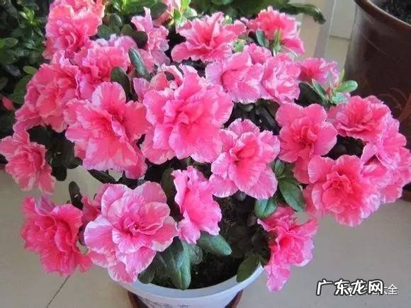 十大最美的孔雀 紫孔雀花