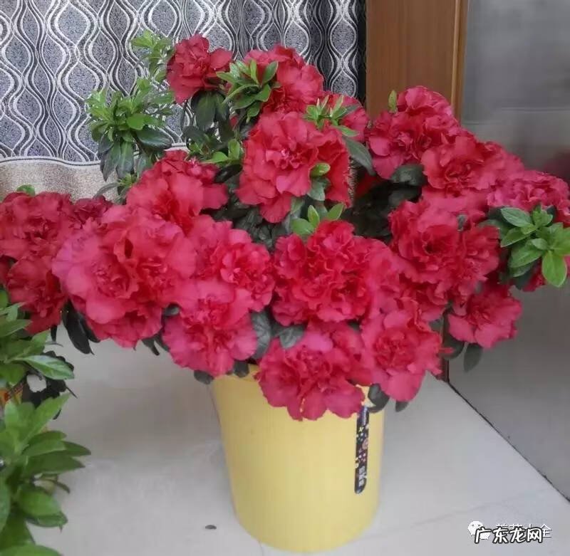 十大最美的孔雀 紫孔雀花