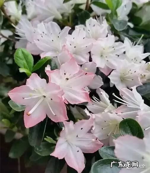 十大最美的孔雀 紫孔雀花