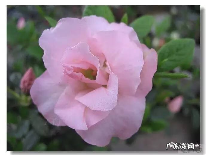 十大最美的孔雀 紫孔雀花