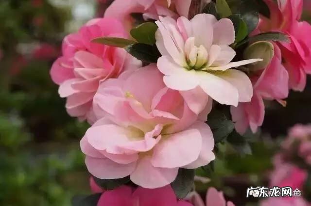 十大最美的孔雀 紫孔雀花