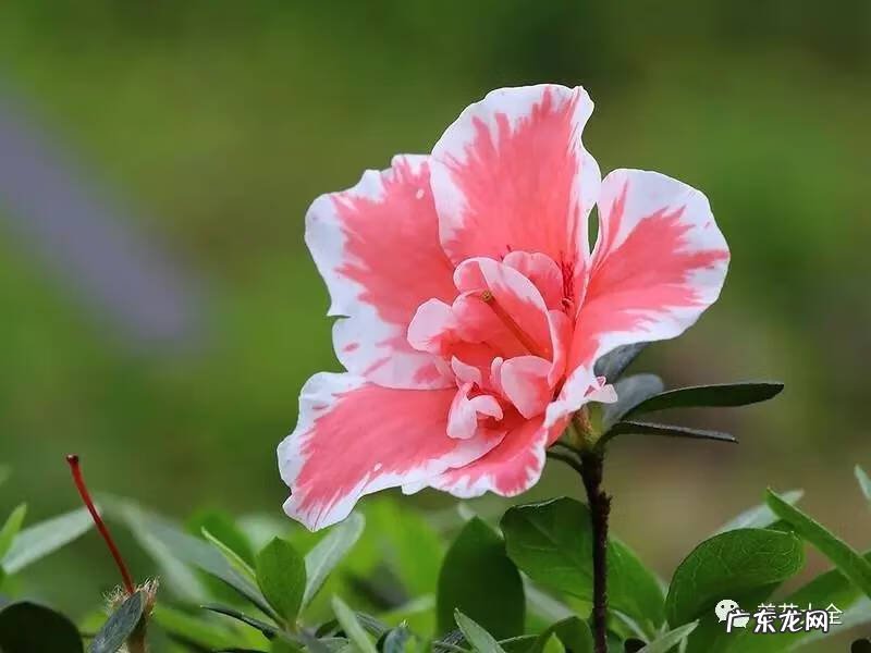 十大最美的孔雀 紫孔雀花