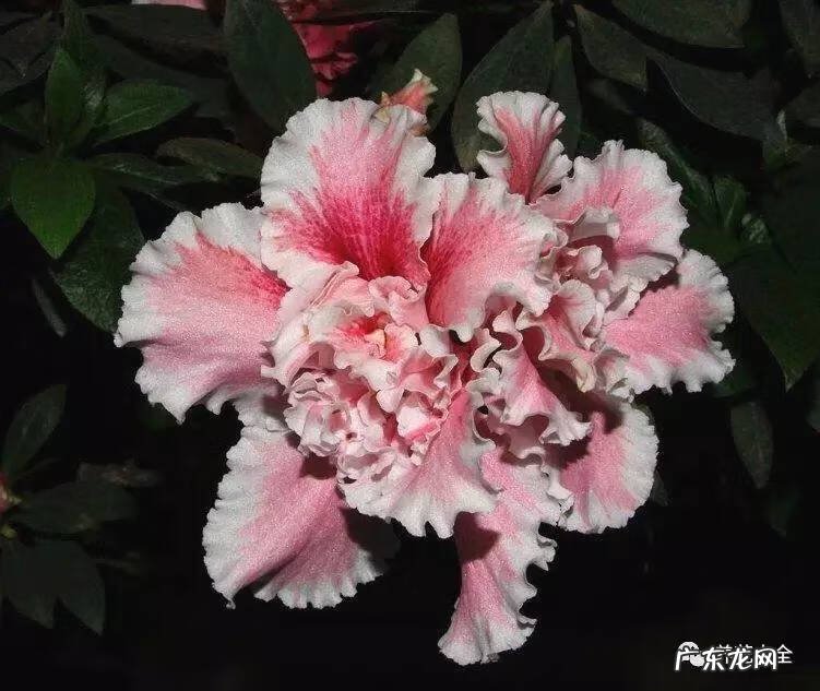 十大最美的孔雀 紫孔雀花