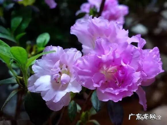 十大最美的孔雀 紫孔雀花