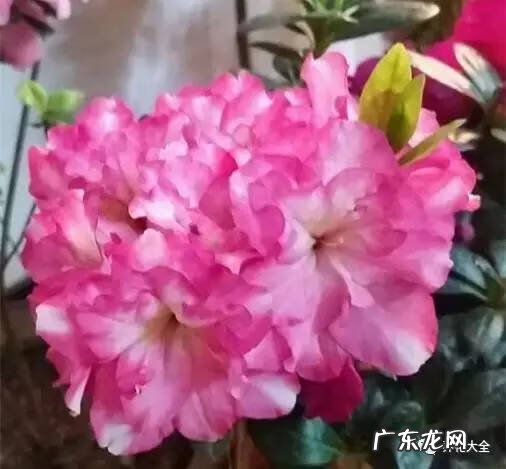 十大最美的孔雀 紫孔雀花