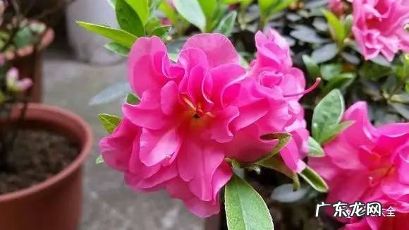 十大最美的孔雀 紫孔雀花