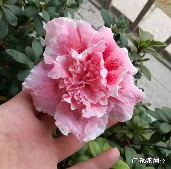 十大最美的孔雀 紫孔雀花