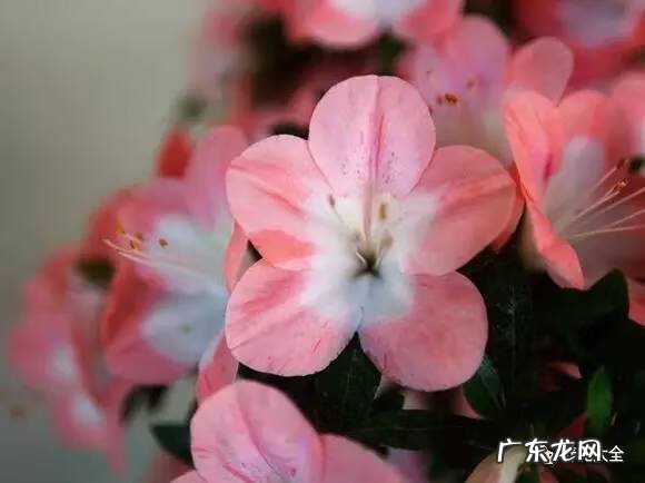 十大最美的孔雀 紫孔雀花