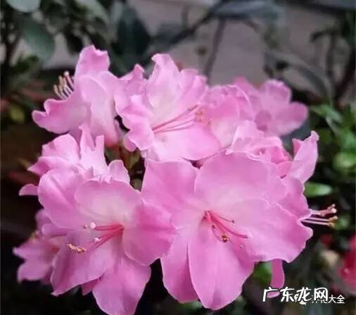 十大最美的孔雀 紫孔雀花