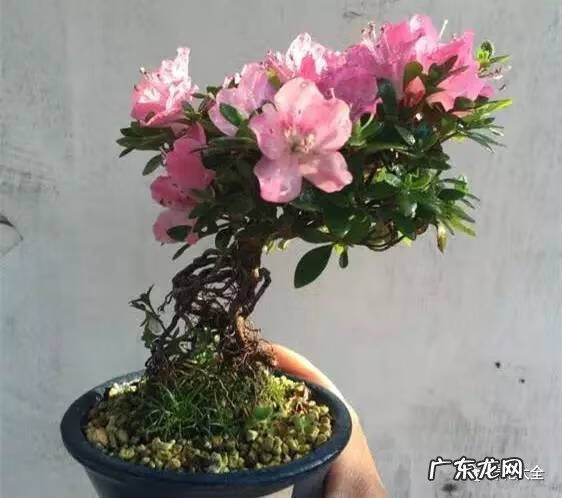 十大最美的孔雀 紫孔雀花